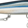 Anchovy